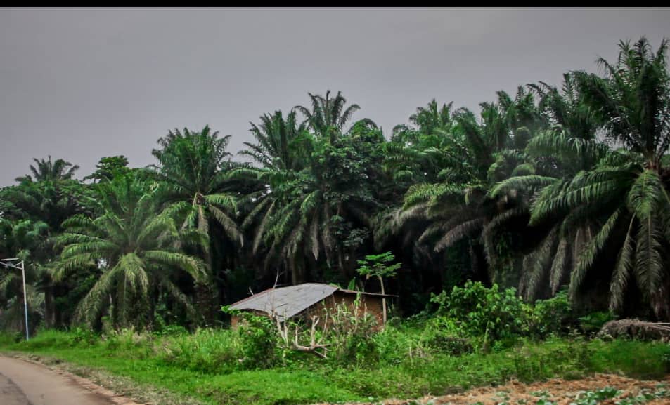 Survivre et tuer :  l’irruption des ADF dans les territoires d’Irumu, Mambasa et Lubero